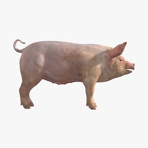 Domestic Pig (Female)