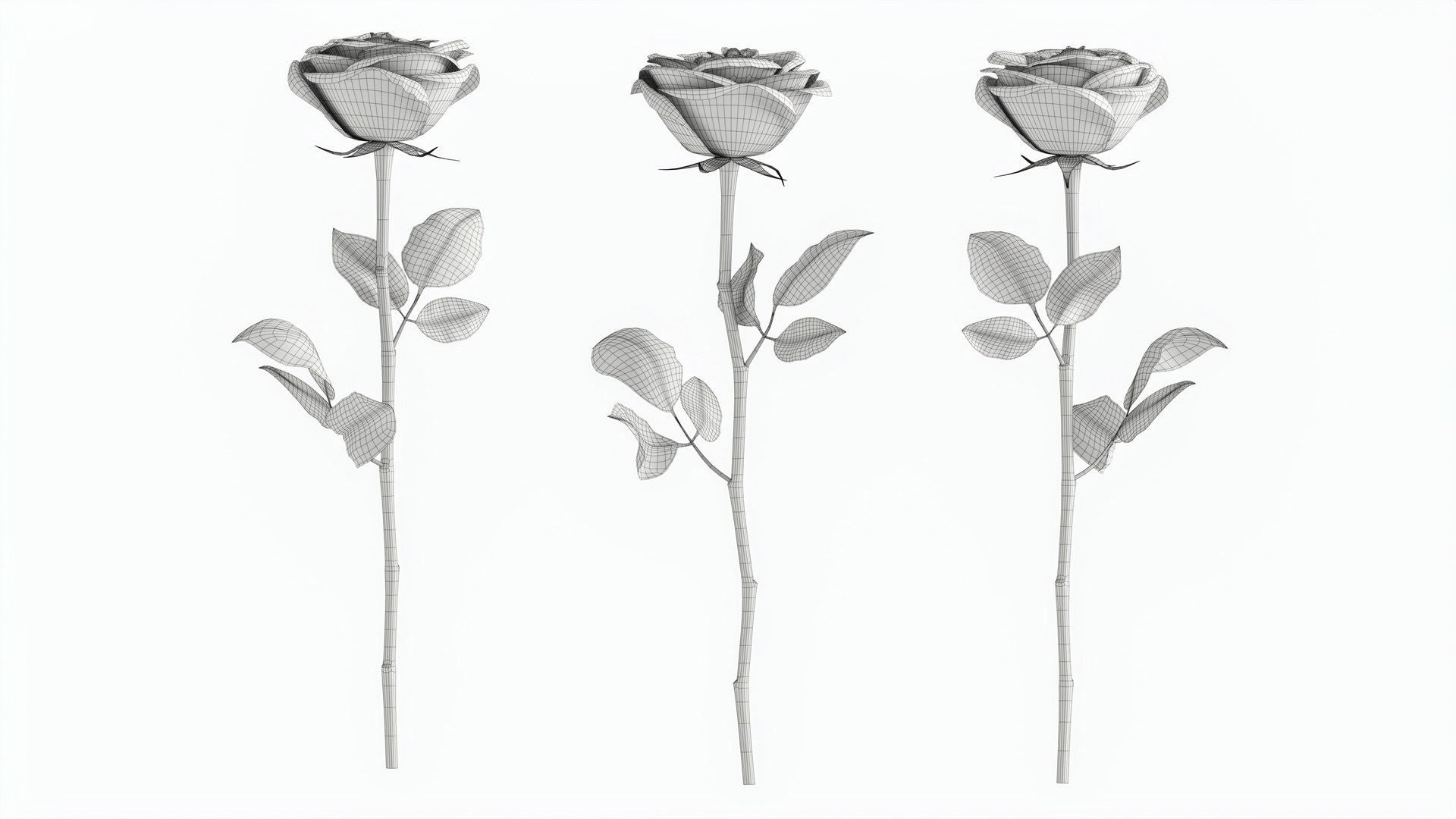 3D Single Beautiful White Rose - TurboSquid 2238040
