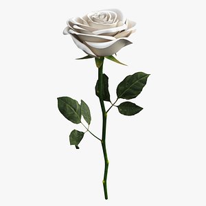 3D Single Beautiful White Rose