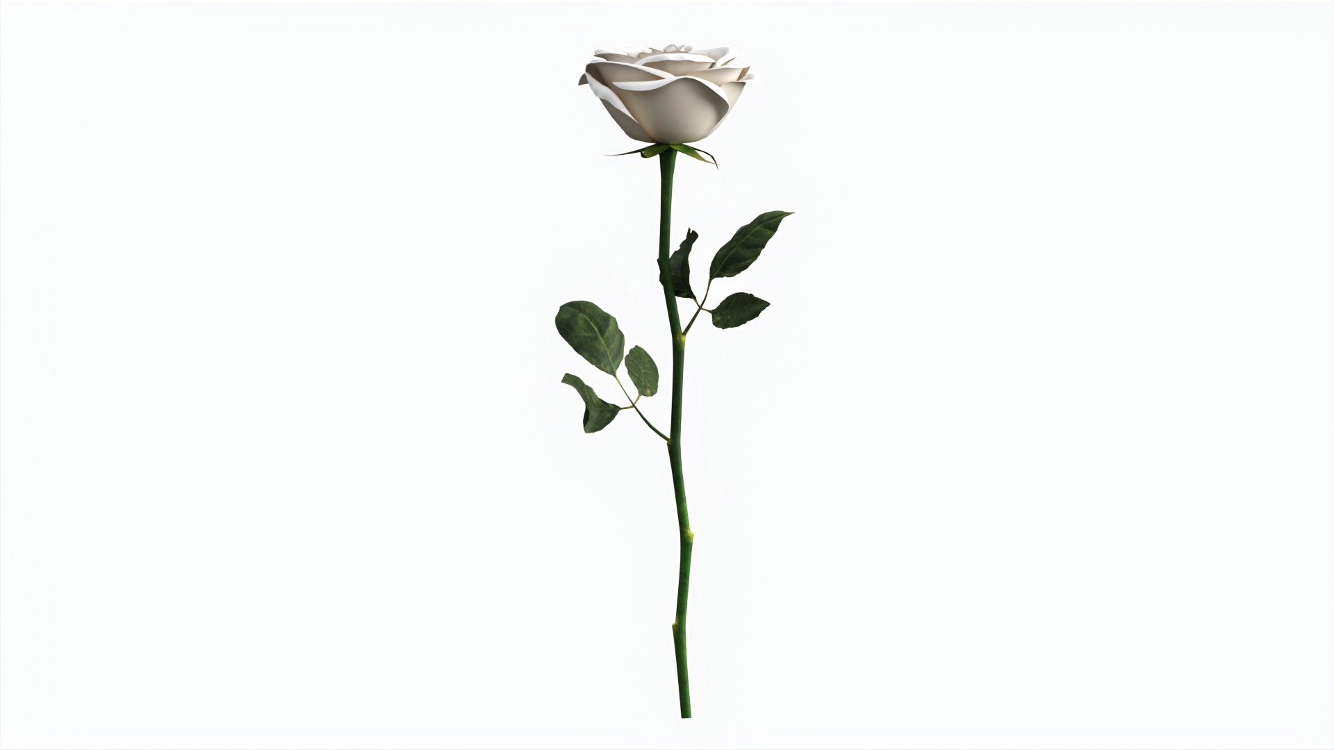 3D Single Beautiful White Rose - TurboSquid 2238040