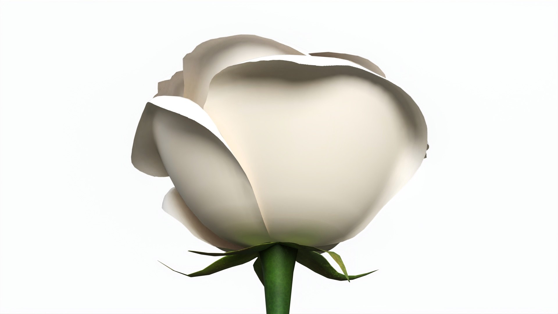 3D Single Beautiful White Rose - TurboSquid 2238040