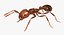 Solenopsis Invicta "Red Fire Ant"
