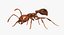 Solenopsis Invicta "Red Fire Ant"