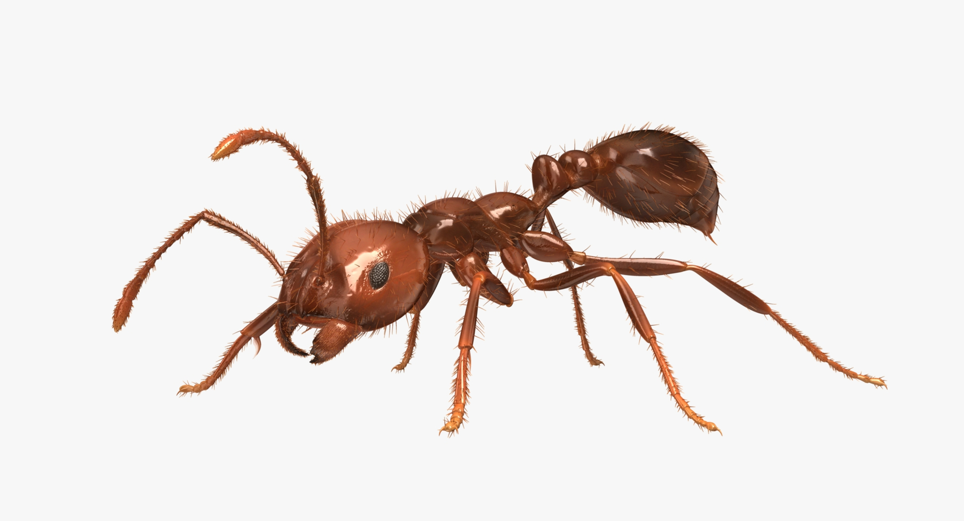 3d solenopsis invicta red ant https://p.turbosquid.com/ts-thumb/ZD/FYmtXS/9nsuhUO0/fire_ant_rot/jpg/1450006580/1920x1080/turn_fit_q99/f265f04738cfb5feff95ad97700b43759c624221/fire_ant_rot-1.jpg