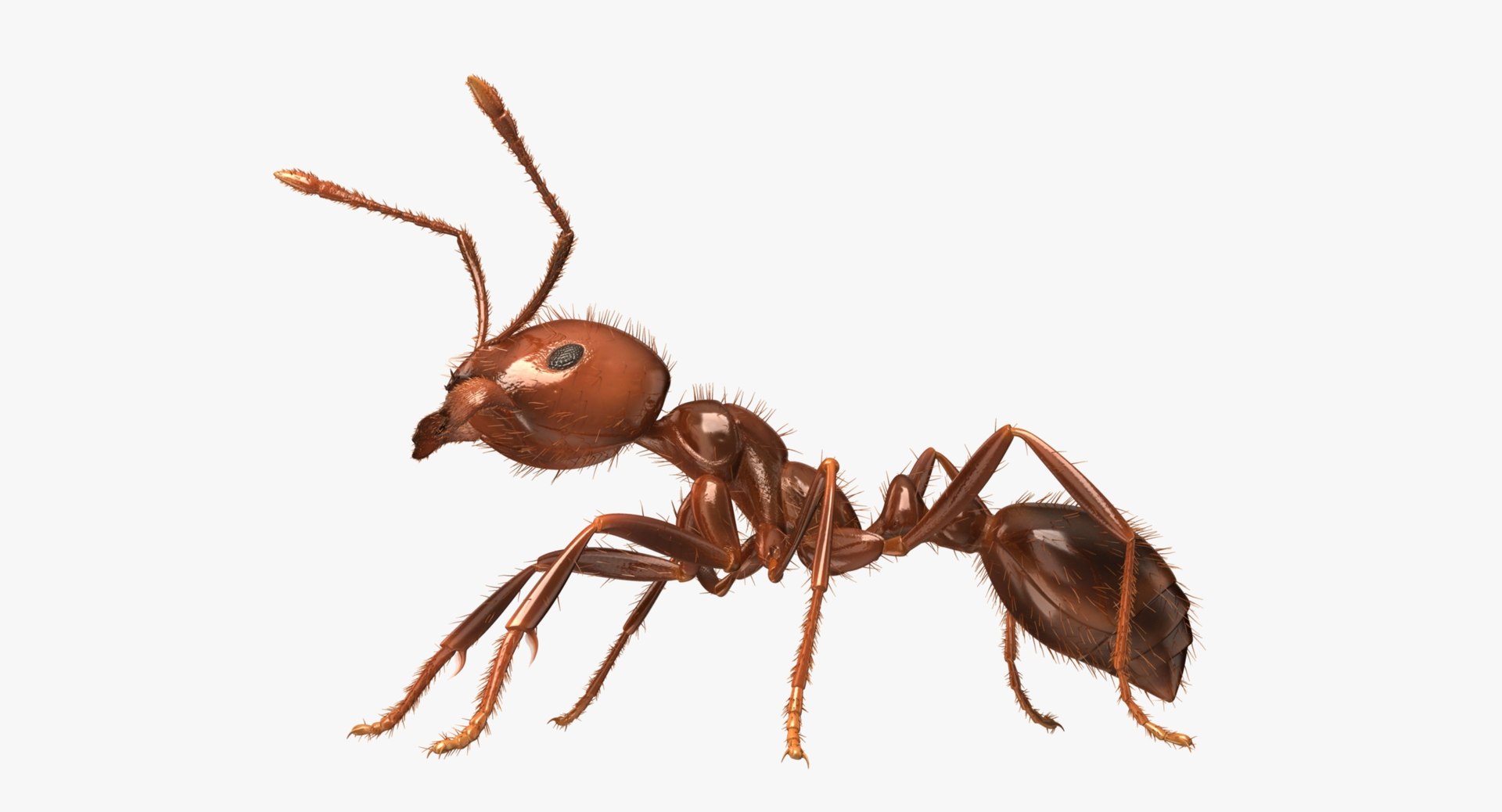 3d solenopsis invicta red ant https://p.turbosquid.com/ts-thumb/ZD/FYmtXS/KYXlRRv1/rp10/jpg/1449971065/1920x1080/fit_q87/524a48e817884dcaad88283a8e93f458968b4c24/rp10.jpg