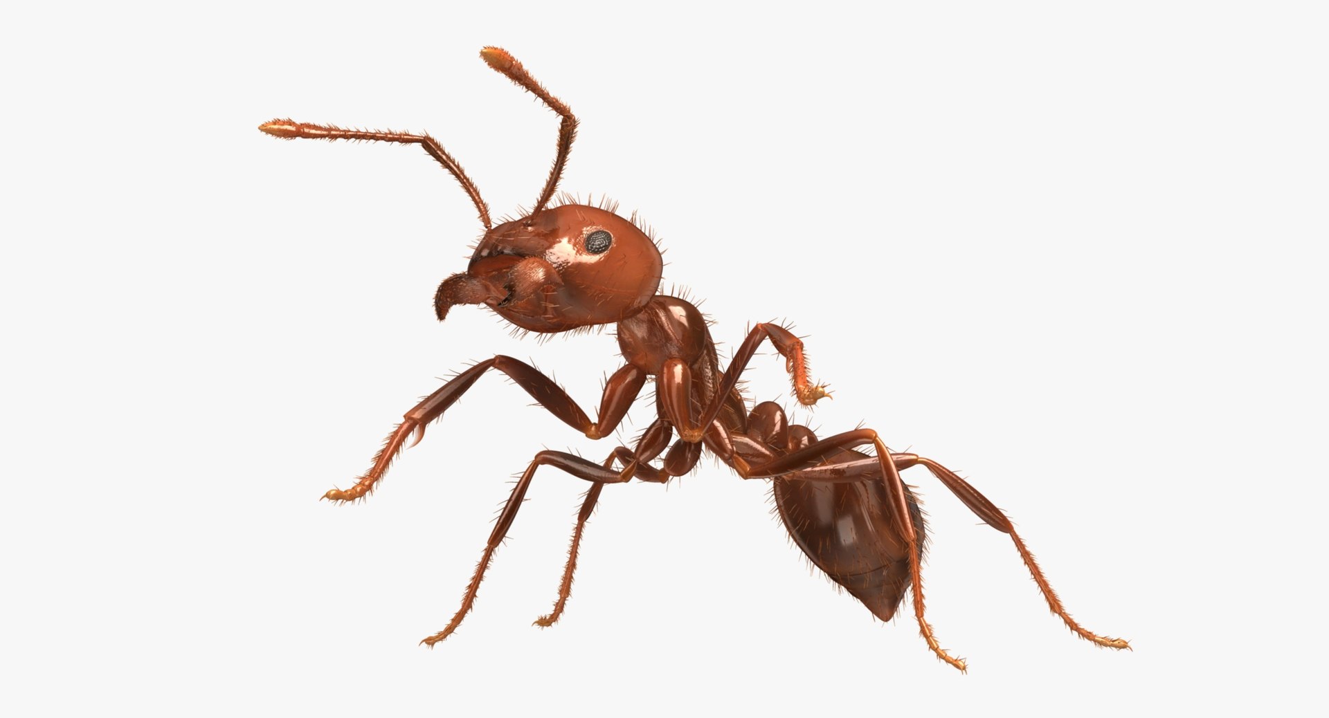 3d solenopsis invicta red ant https://p.turbosquid.com/ts-thumb/ZD/FYmtXS/SzO9cY1H/rp09/jpg/1449966911/1920x1080/fit_q87/43f705247d6f7824e8967d705d4fb125131bc7ae/rp09.jpg