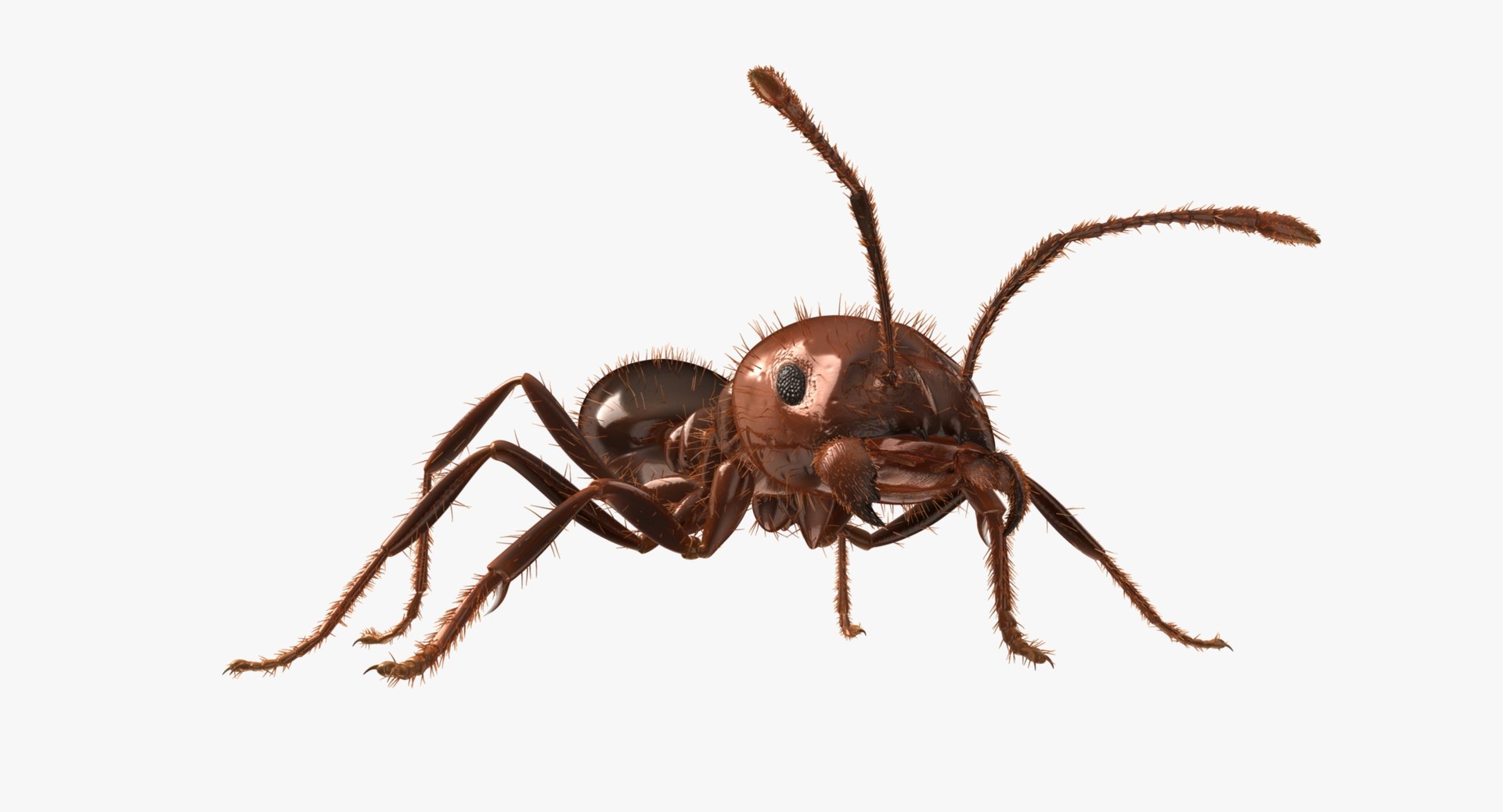 3d solenopsis invicta red ant https://p.turbosquid.com/ts-thumb/ZD/FYmtXS/aXKjRjMI/rp08/jpg/1449940273/1920x1080/fit_q87/723089709a67e8d2776b4bdc0613cad3804467ae/rp08.jpg