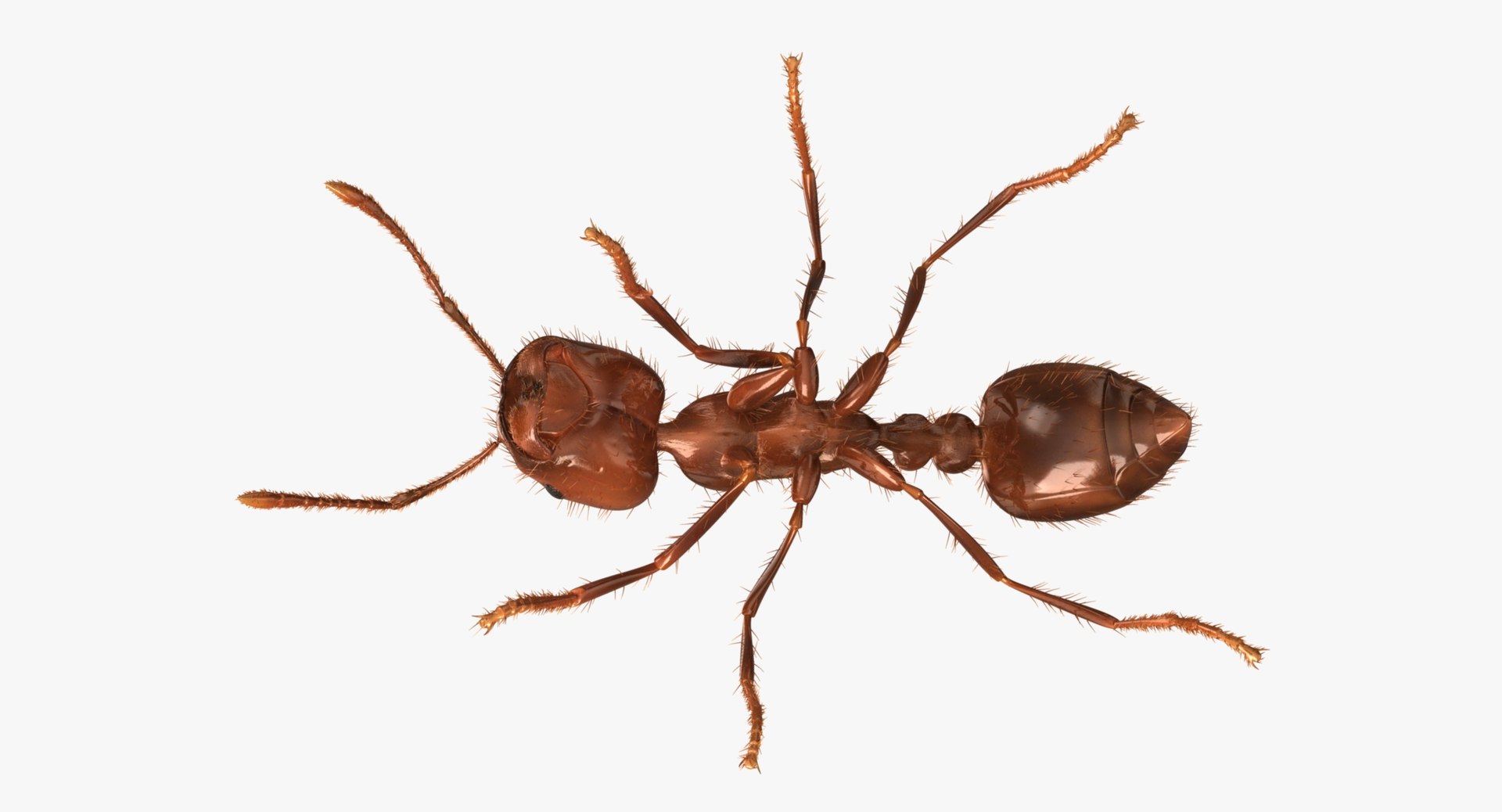 3d solenopsis invicta red ant https://p.turbosquid.com/ts-thumb/ZD/FYmtXS/krRmHM1K/rp05/jpg/1449935739/1920x1080/fit_q87/e05c614fabdbc60f2d3c86d345b4f5f44b46aa85/rp05.jpg