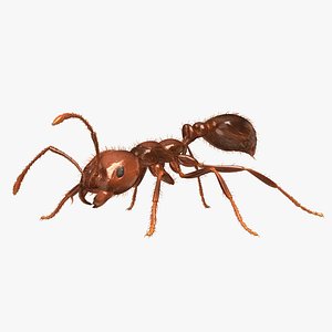 3d solenopsis invicta red ant