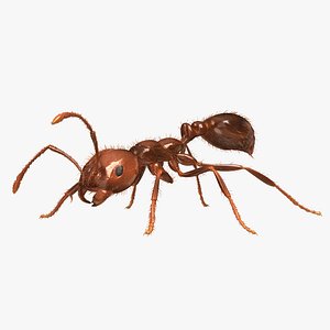 Solenopsis Invicta "Red Fire Ant"