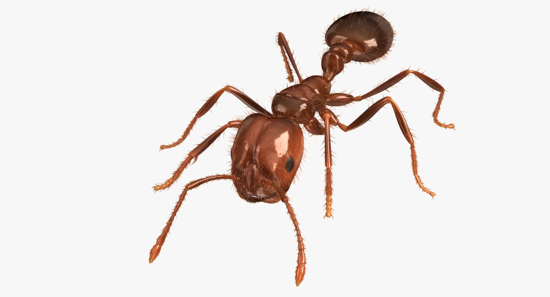 3d solenopsis invicta red ant https://p.turbosquid.com/ts-thumb/ZD/FYmtXS/s4OCQwpx/rp02/jpg/1449934597/1920x1080/fit_q87/7400515caff71aed80604d8356bf8b6692ee3fe2/rp02.jpg
