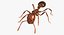 Solenopsis Invicta "Red Fire Ant"