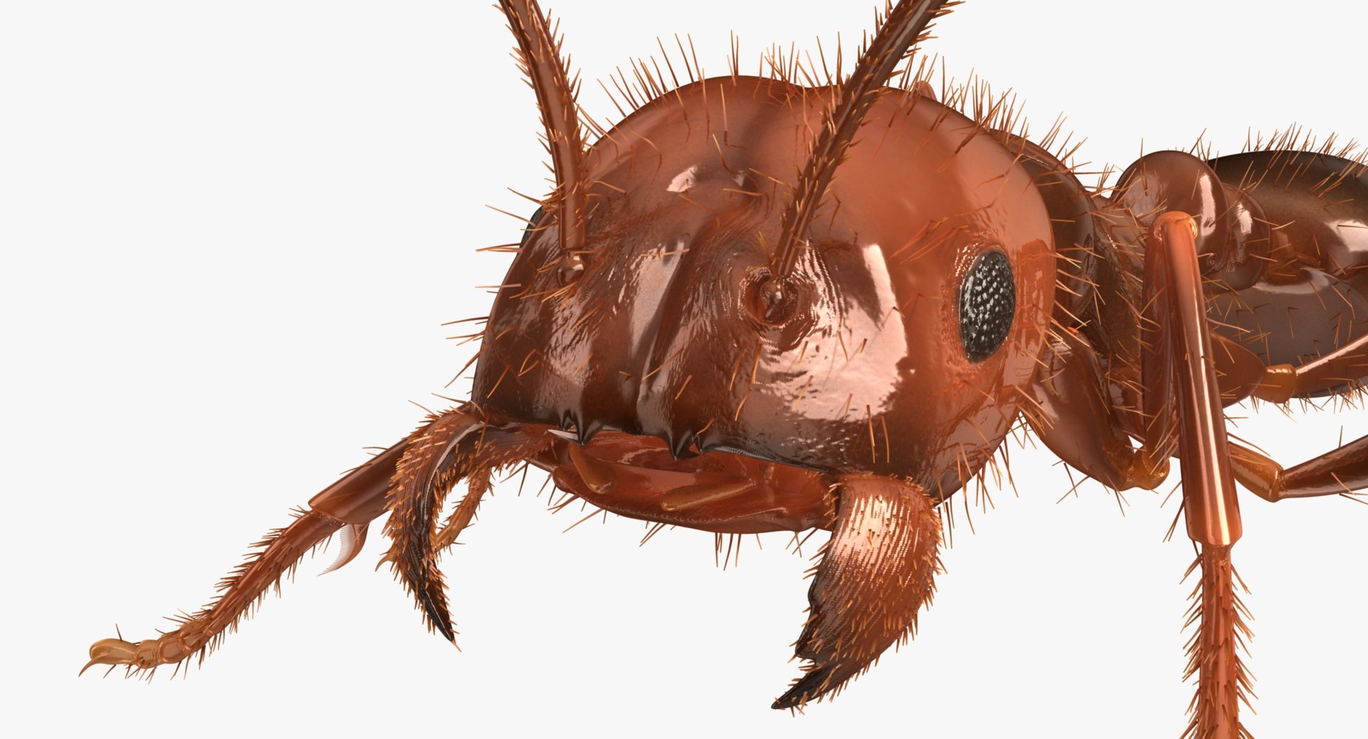 3d solenopsis invicta red ant https://p.turbosquid.com/ts-thumb/ZD/FYmtXS/wzk1LvTh/rp07/jpg/1449937913/1920x1080/fit_q87/dcb39b0ec54003b8b795259bf3bc121a888c5535/rp07.jpg