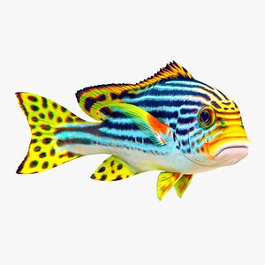 Fish Sweetlips and grunt Low-poly 3D model