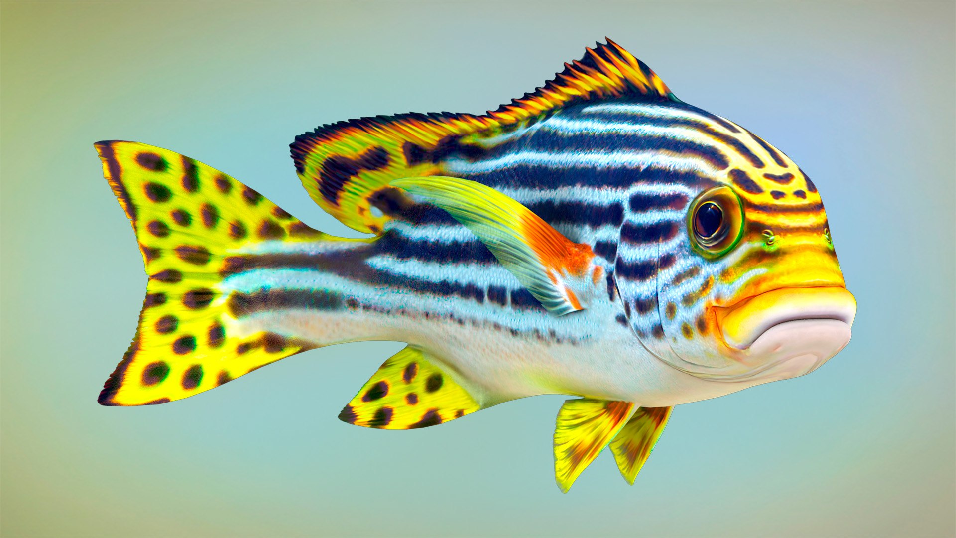Fish Sweetlips And Grunt Low-poly 3D Model - TurboSquid 1965786