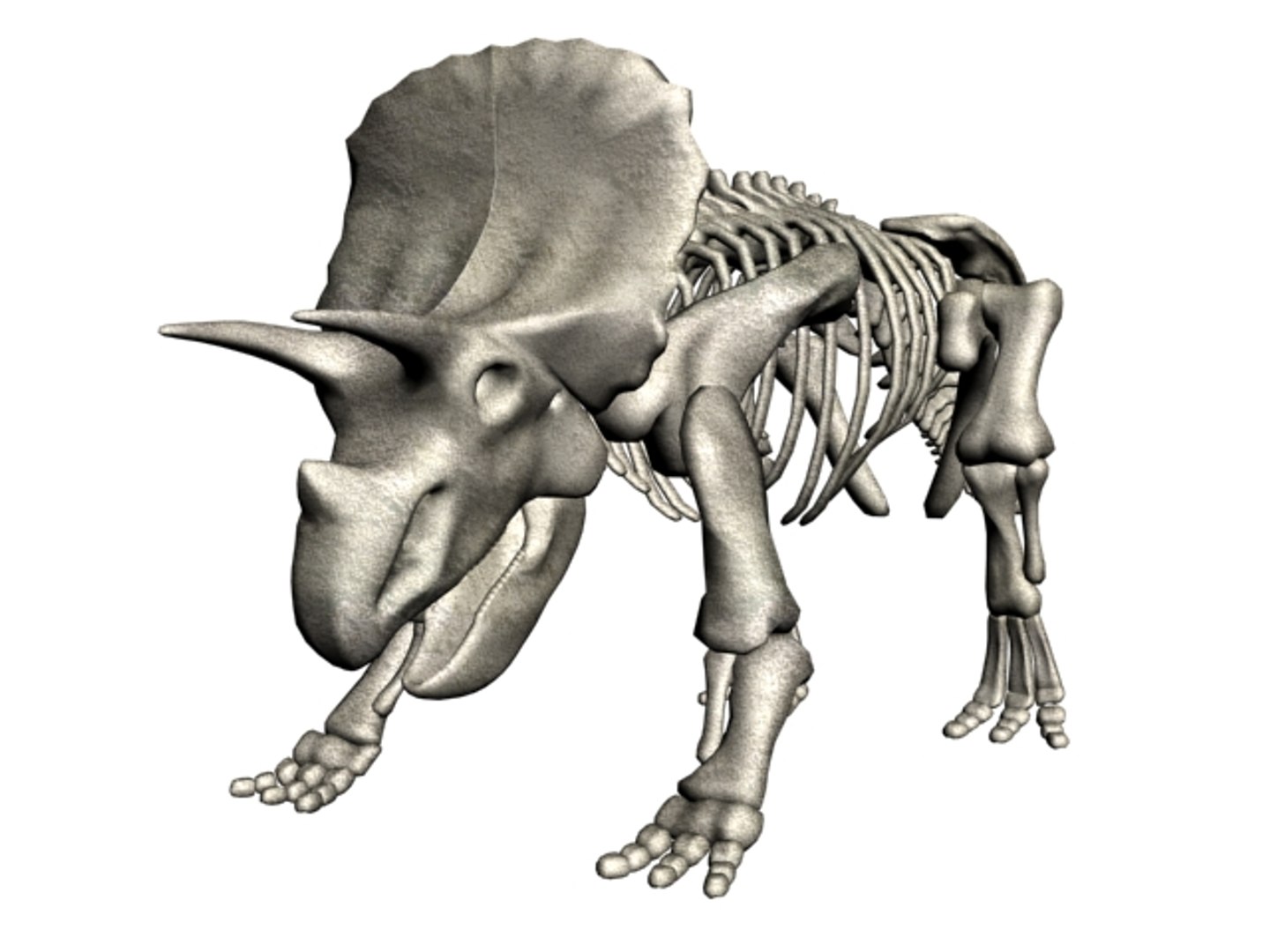 Triceratops Bones 3d Model