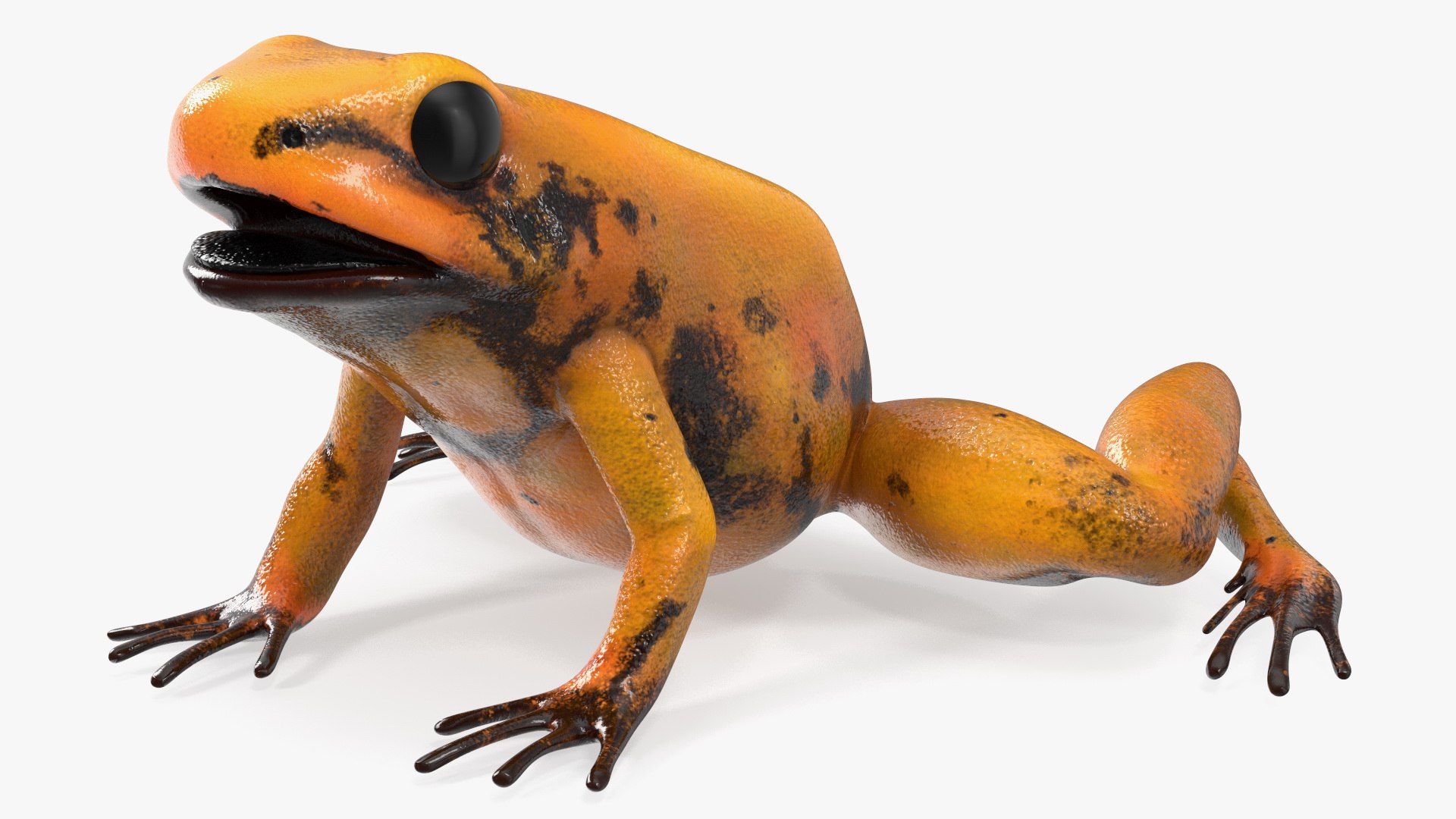 Poisonous Dart Frog Orange Morph Rigged 3D model for industrial visualization, technical presentation, simulation, product rendering, and animation