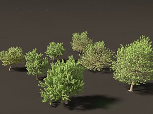 3D model Acer negundo - Box elder 01