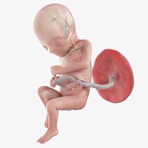 3D Fetus Anatomy Week 17 Animated