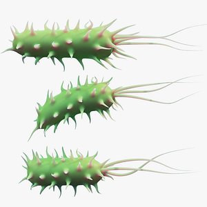 Prokaryotic Bacteria