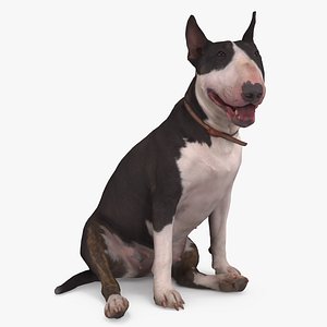 Bull Terrier Dog Sitting