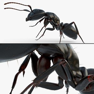 Ant Insect Cleaning Fur Animated Rigged For Blender 3D model