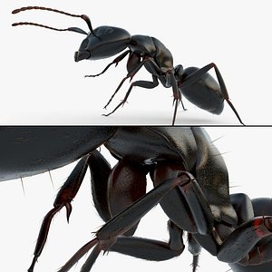 Ant Insect Cleaning Fur Animated Rigged For Blender