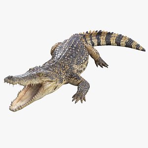 3D Siamese Crocodile Rigged