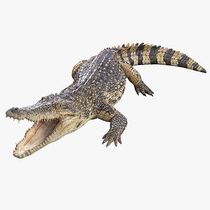 Siamese Crocodile Rigged
