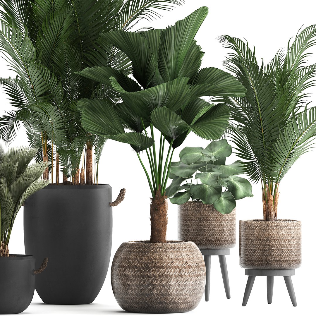 3D plants exotic palm tree model https://p.turbosquid.com/ts-thumb/ZE/9kRlUd/2EIsqT3G/plant0412201902/jpg/1575556953/1920x1080/fit_q87/a09b7cbdbd3b274845d08579bd68a537aa232275/plant0412201902.jpg