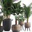 Collection of exotic palm trees in pots 422