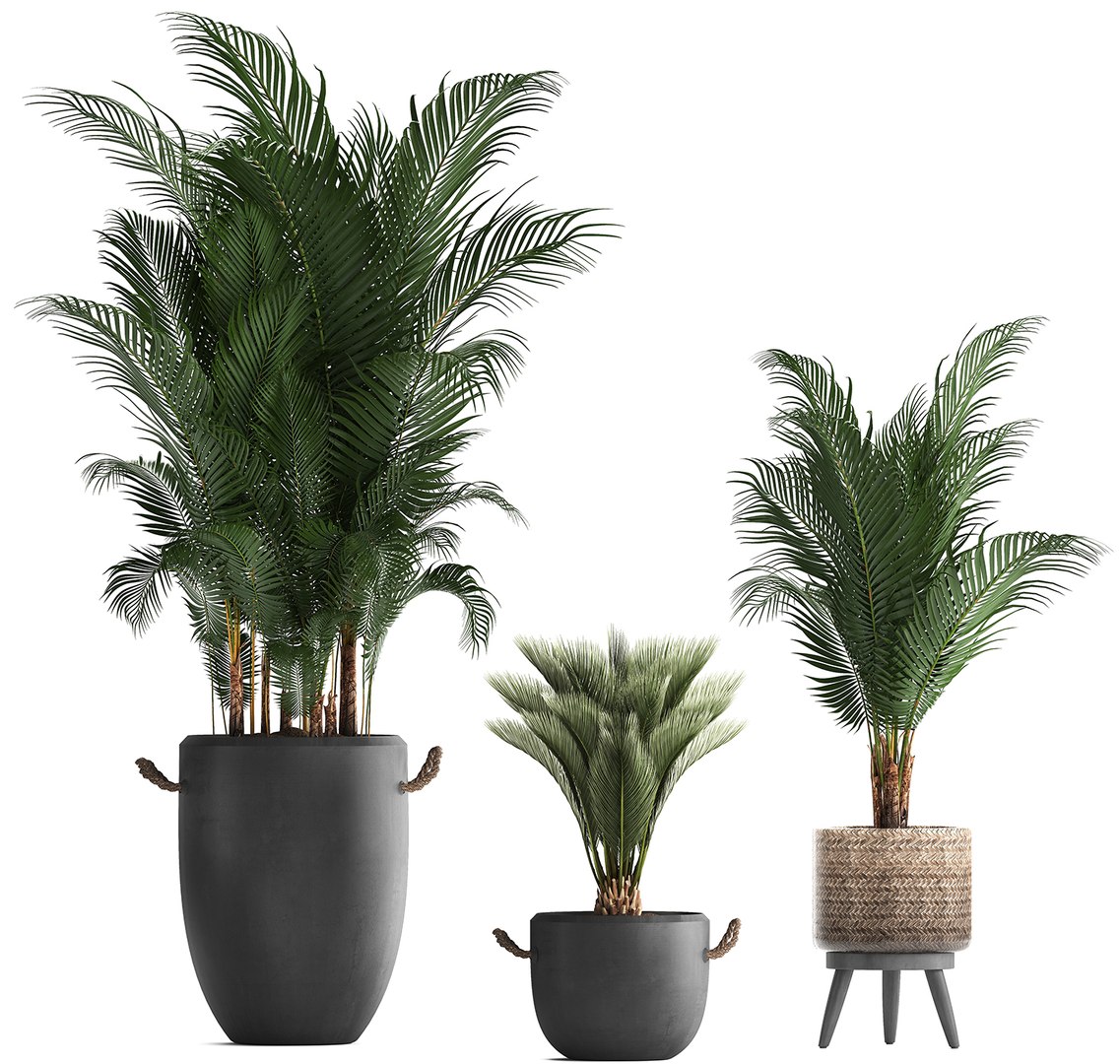 3D plants exotic palm tree model https://p.turbosquid.com/ts-thumb/ZE/9kRlUd/Fvjhdwfa/plant0412201906/jpg/1575556953/1920x1080/fit_q87/b06b3526cfe98044dc140ba796815ea874d1b2ec/plant0412201906.jpg