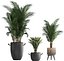 Collection of exotic palm trees in pots 422