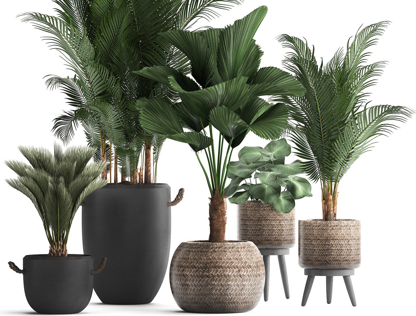 3D plants exotic palm tree model https://p.turbosquid.com/ts-thumb/ZE/9kRlUd/McsljnYM/plant0412201904/jpg/1575556953/1920x1080/fit_q87/753fb995eae419c51e5a58d37cfcd6bea5b2423e/plant0412201904.jpg