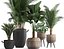 Collection of exotic palm trees in pots 422