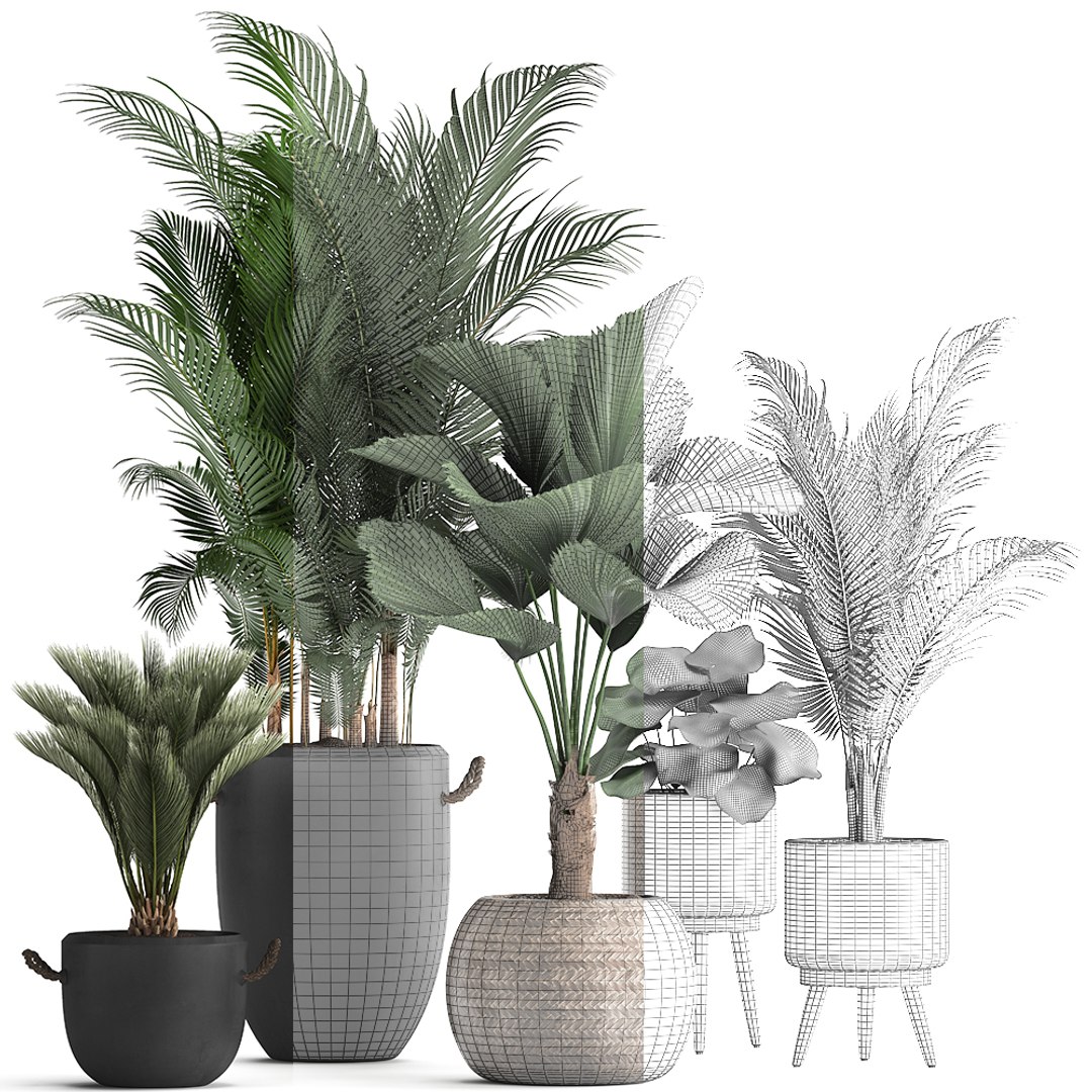 3D plants exotic palm tree model https://p.turbosquid.com/ts-thumb/ZE/9kRlUd/NQ1aw4PO/plant0412201907/jpg/1575556953/1920x1080/fit_q87/21f50b49a8d0cec6fdf8605b1160e1cd9196f952/plant0412201907.jpg