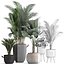 Collection of exotic palm trees in pots 422