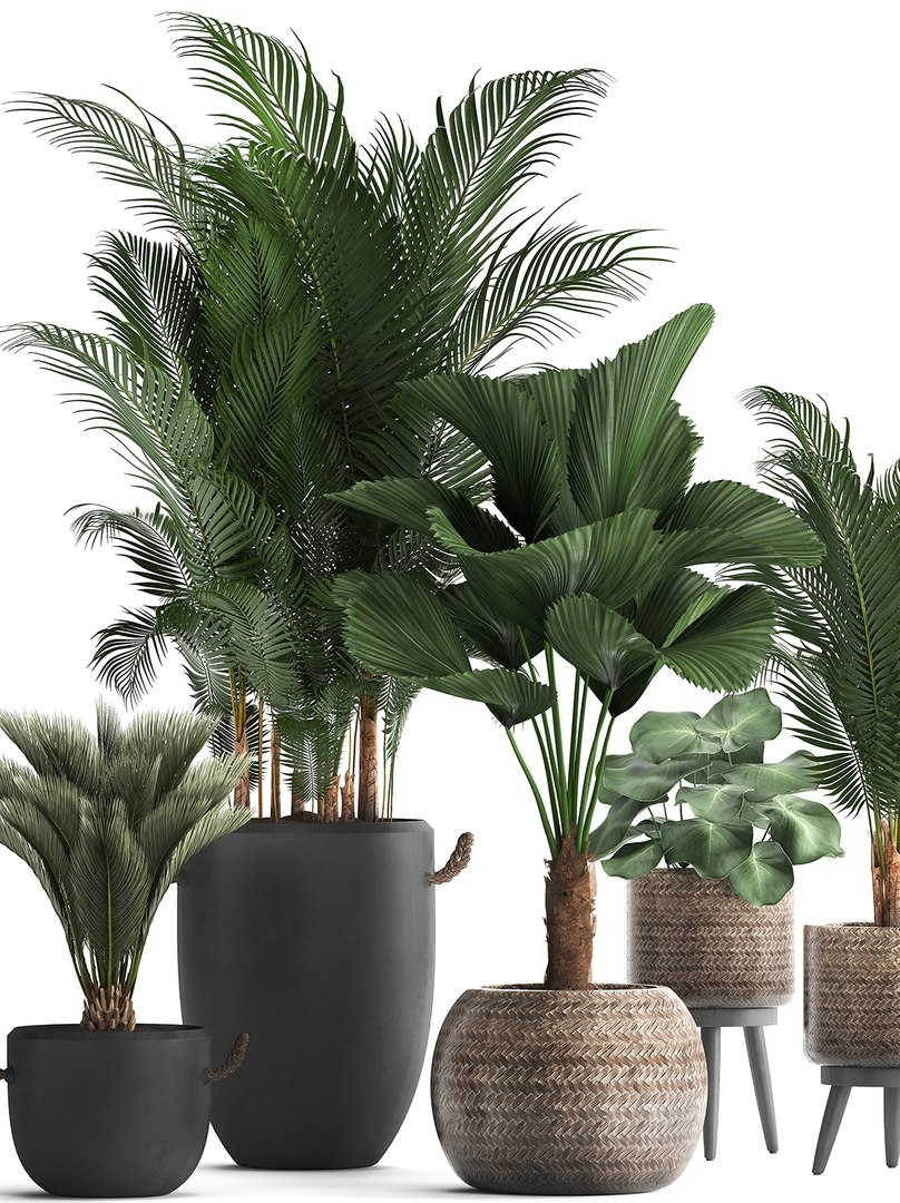 3D plants exotic palm tree model https://p.turbosquid.com/ts-thumb/ZE/9kRlUd/PRYrUvZj/plant0412201903/jpg/1575556953/1920x1080/fit_q87/44b2905899d81bcbb6549b5a445b4634d85478ae/plant0412201903.jpg
