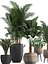 Collection of exotic palm trees in pots 422