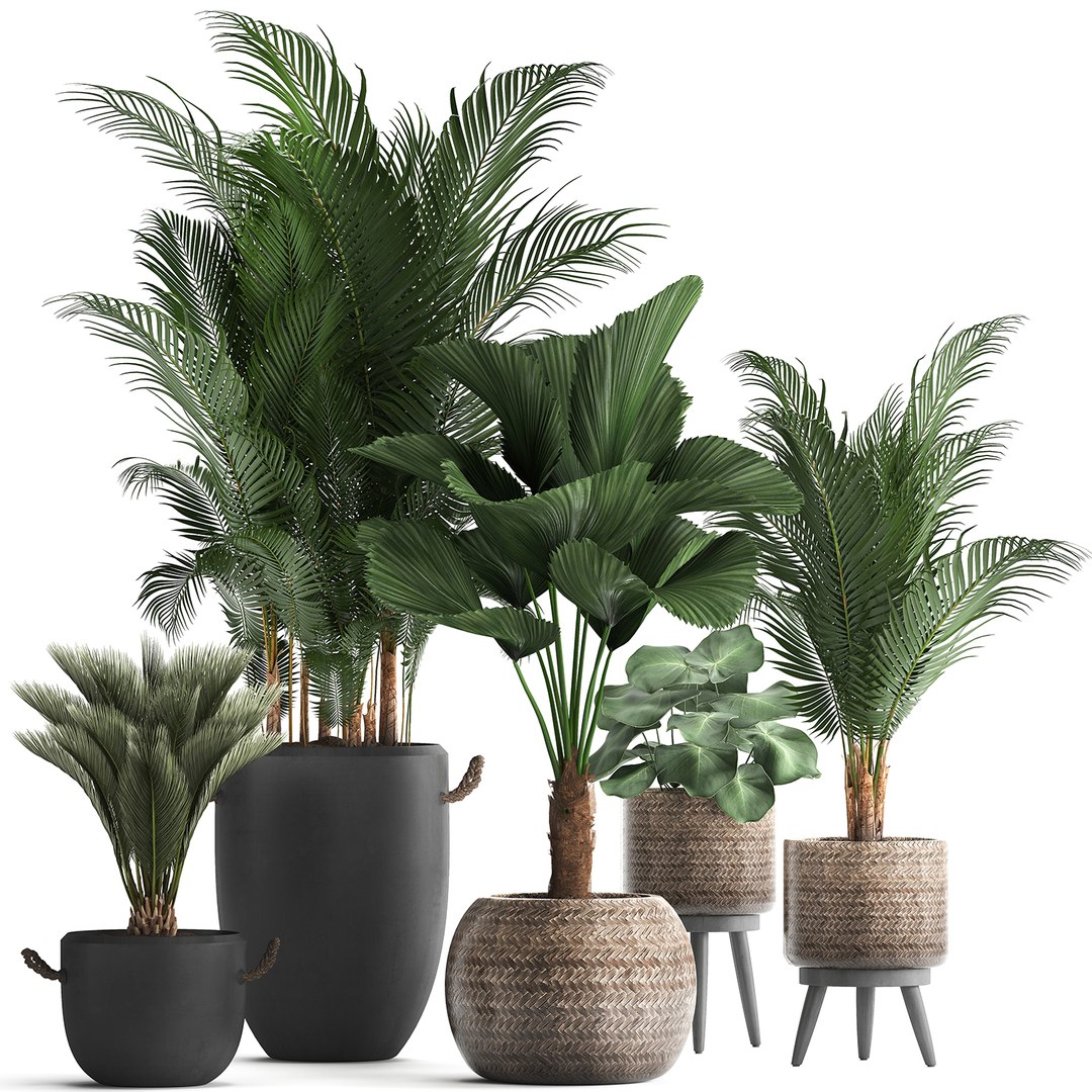 3d Plants Exotic Palm Tree Model - Turbosquid 1479585