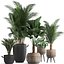Collection of exotic palm trees in pots 422