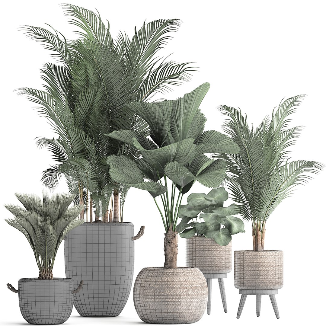 3D Plants Exotic Palm Tree Model - TurboSquid 1479585