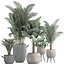 Collection of exotic palm trees in pots 422
