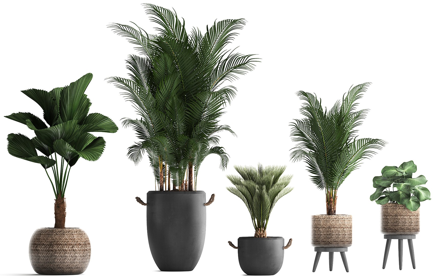 3D plants exotic palm tree model https://p.turbosquid.com/ts-thumb/ZE/9kRlUd/YHDqTbo9/plant0412201905/jpg/1575556953/1920x1080/fit_q87/dee3811437b50836e9cf9e3fae3f6824906921c1/plant0412201905.jpg