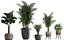 Collection of exotic palm trees in pots 422
