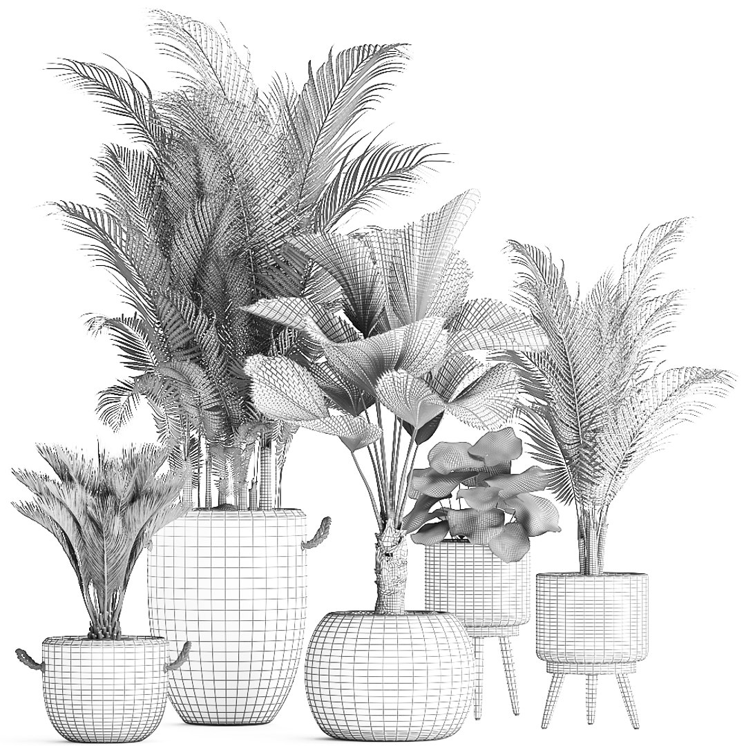 3D plants exotic palm tree model https://p.turbosquid.com/ts-thumb/ZE/9kRlUd/weheaAkH/plant0412201909/jpg/1575556953/1920x1080/fit_q87/5cf5f2fb54ae3a65e9fa0d1f23ba3b38ed1aea5d/plant0412201909.jpg