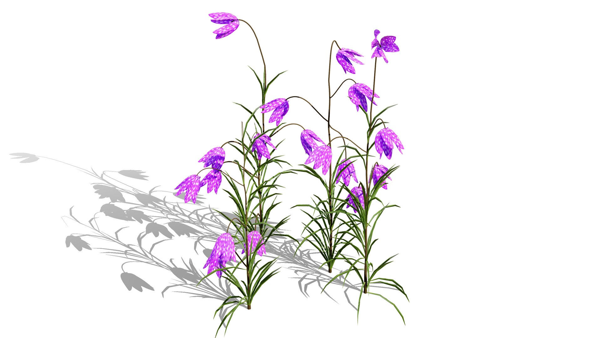 Fritillaria Meleagris 3D Model Collection 3D https://p.turbosquid.com/ts-thumb/ZE/UKHGYf/2I/britishfritillaryflowersfritillariameleagrisfirstvatiationl/jpg/1759689410/1920x1080/fit_q87/a1cb6333fab5b2a7ea7df5a365f0383d3589a7da/britishfritillaryflowersfritillariameleagrisfirstvatiationl.jpg