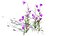 Fritillaria Meleagris 3D-Modellsammlung