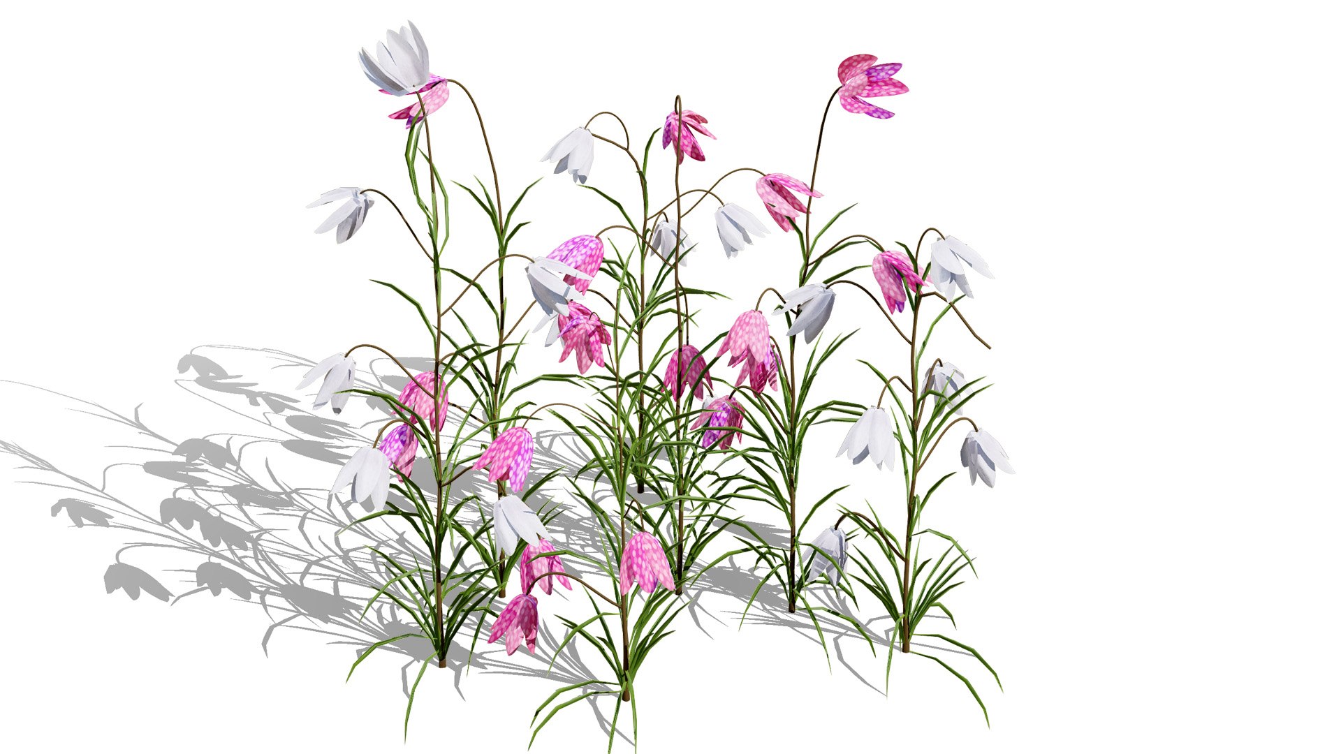 Fritillaria Meleagris 3D Model Collection 3D https://p.turbosquid.com/ts-thumb/ZE/UKHGYf/6S/britishfritillaryflowersfritillariameleagrissecondvatiationl/jpg/1759689412/1920x1080/fit_q87/ac6bdb38a3d316f02f32b74a050e3da362c42144/britishfritillaryflowersfritillariameleagrissecondvatiationl.jpg