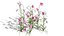 Fritillaria Meleagris 3D-Modellsammlung